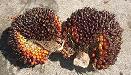 Jatropha Seeds are toxic to wildlife
